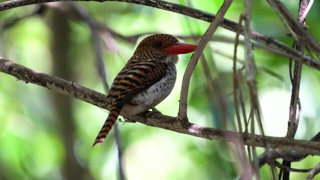 Banded Kingfisher  (Lacedo pulchella) bird standing on a branch .