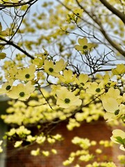 yellow autumn leaves