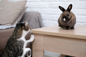 A cat looking at a rabbit sitting on the table.