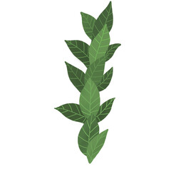 green leaf