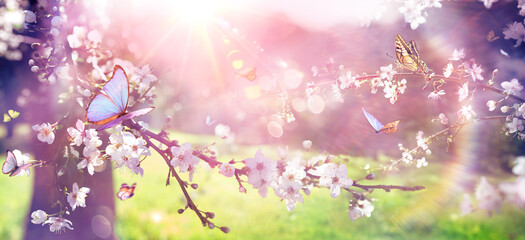 Naklejka na ściany i meble Spring Bloom - Blossoming Branch With Sunlight And Butterflies With Light Flare And Vintage Effects