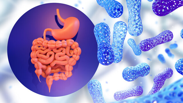 Gastrointestinal tract. Microbiota organism. Blue cells near stomach. Useful supplements for digestive system. Immunity of human microbiota. Probiotic environment gastrointestinal tract. 3d image