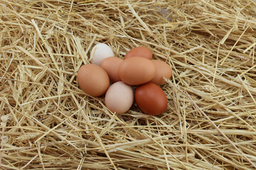 group of fresh eggs in different color of shell
