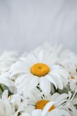 Obraz premium White daisies on a white background.Beautiful daisy flower