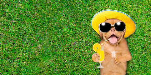 Funny mastiff puppy wearing summer hat and sunglasses lies on its back on summer green grass and holds orange cocktail. Top down view. Empty space for text