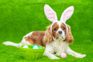 Puppy wearing easter rabbits ears lying with basket of painted eggs on green grass