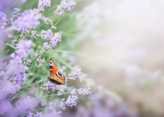 Beautiful lavender in the rays of light with flying butterflies, a fairy tale landscape, banner photo