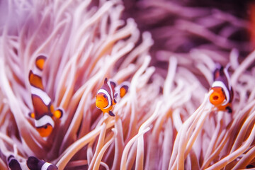 Clown Anemonefish, Amphiprion percula, swimming among the tentacles. Marine life. - obrazy, fototapety, plakaty
