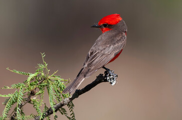 Vermilion Flycatcher perched,Pyrocephalus rubinus, La Pampa, Argentina