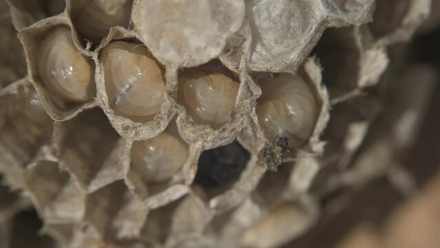 Closeup of larvaes of European hornet Vespa crabro in a nest
