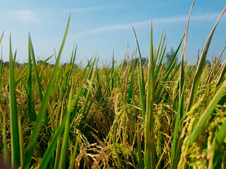 rice plants in old rice fields ready to be harvested