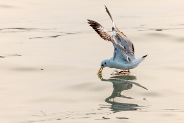 seagull at padma river Bangladesh