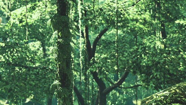 tropical jungles of South East Asia