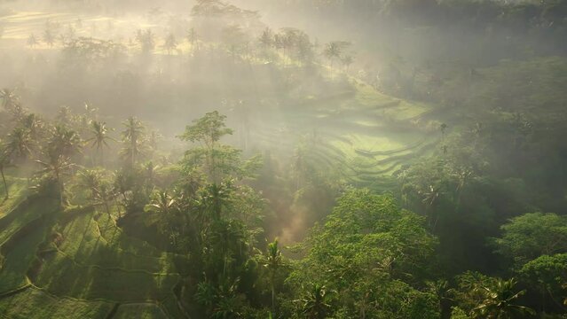 Epic foggy landscape tropical rain forest jungle and rice fields in Ubud, Bali, Indonesia located 4K Aerial view during Sunset, Remote Agricultural Land