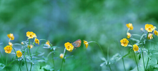 spring yellow flowers with butterfly close up, abstract natural green background. Beautiful gentle floral nature image. spring blossoming season. Buttercup is caustic, Ranunculus acris flower. banner