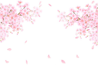 Obraz na płótnie Canvas 桜の木と花びら舞い散る春のイメージ白バックイラスト素材