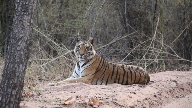 A dominant tigress Dotty sleeping on the edge of the road inside Magdi zone of Bandhavgarh tiger reserve