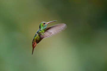 Rufous-tailed Hummingbird (Amazilia tzacatl)  flying in the rainforest with a green background near Sarapiqui in Costa Rica with copy space © henk bogaard