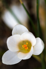 Blooming white Crocus (lat. Crocus) with green background