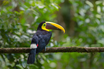 Chestnut-mandibled toucan or Swainson’s toucan, Ramphastos ambiguus swainsonii. Yellow-throated toucan sitting on a branch in the rainforest around  BocaTapada in Costa Rica , Сentral America