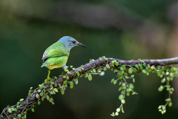Shining Honeycreeper (Cyanerpus lucidus) female sitting on a branch in the rainforest mear Boca Tapada in Costa Rica
