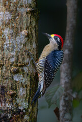 Black-cheeked Woodpecker (Melanerpes pucherani) sitting in a tree in the rainforest around Boca Tapada in Costa Rica