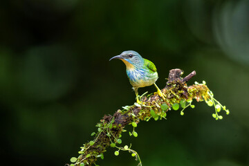 Shining Honeycreeper (Cyanerpus lucidus) female sitting on a branch in the rainforest mear Boca Tapada in Costa Rica