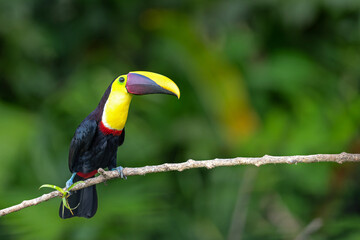 Chestnut-mandibled toucan or Swainson’s toucan, Ramphastos ambiguus swainsonii. Yellow-throated toucan sitting on a branch in the rainforest around  BocaTapada in Costa Rica , Сentral America