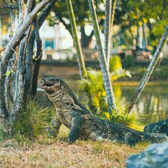 A monitor lizard is looking for something in a park