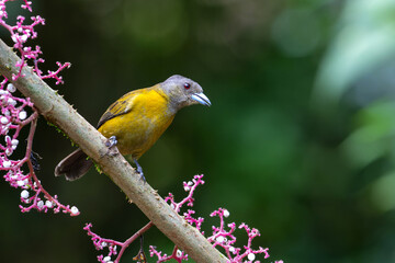 Passerini's Tanager or Scarlet-rumped Tanager ( Ramphocelus passerinii ) female searching for food in thr rainforest of Costa Rica
