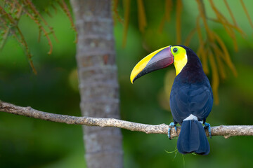 Chestnut-mandibled toucan or Swainson’s toucan, Ramphastos ambiguus swainsonii. Yellow-throated toucan sitting on a branch in the rainforest around  BocaTapada in Costa Rica , Сentral America
