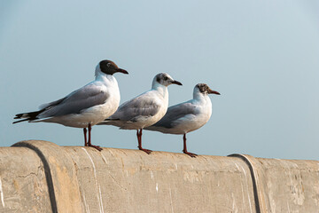 3 seagulls stand in a row on the railing of the bridge