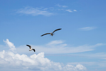 Two seagulls are flying in the sky