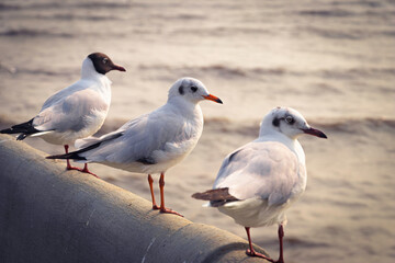 Three seagulls perched on a cement bridge