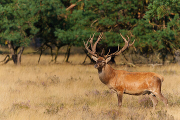 Naklejka na ściany i meble Red Deer stag showing dominant behaviour in the rutting season in National park Hoge Veluwe - The Netherlands