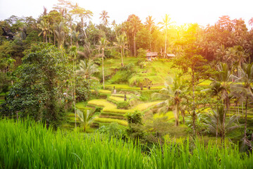 Lush rice fields plantation on Bali island, Indonesia