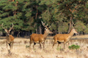 Naklejka na ściany i meble Young Red Deer male in rutting season in National park Hoge Veluwe - The Netherlands