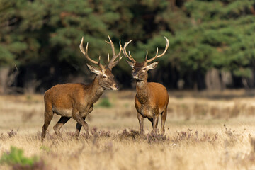 Young Red Deer male in rutting season in National park Hoge Veluwe - The Netherlands