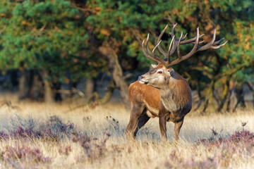 Red Deer stag showing dominant behaviour in the rutting season in National park Hoge Veluwe - The...