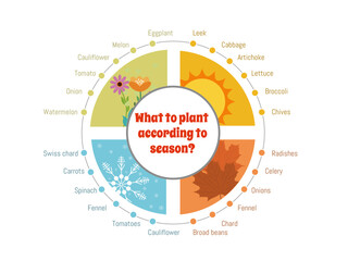 Infographic : Planting with the seasons: what to plant at each time of the year