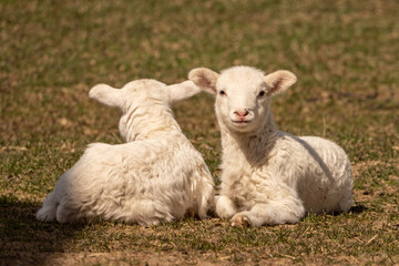 Newborn Lamb in Pasture looking at camera with copy space