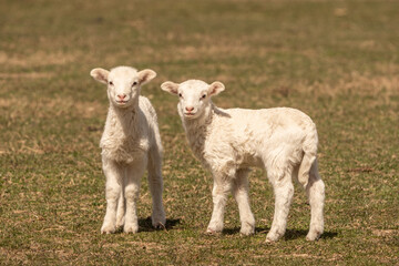 Naklejka na ściany i meble Newborn Lambs in Pasture looking at camera with copy space