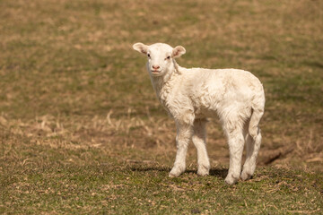 Newborn Lamb in Pasture looking at camera with copy space