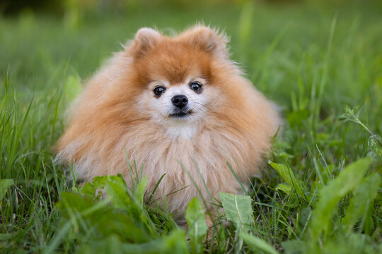 ginger red pomeranian spitz lies in grass, looks into the camera. portrait pet in summer park. dog obeys command to lie down. obedience, training domestic animal