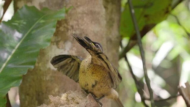 a young male victoria's riflebird practices its courtship display at lake eacham in nth qld, australia