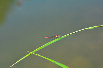 A red Dragonfly in nature on a lake