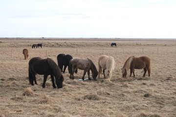 Iceland Horse