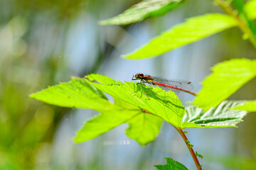 A red Dragonfly in nature