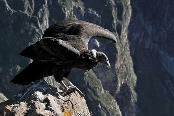Envol d'un condor à 4500 mètres d'altitude au Pérou