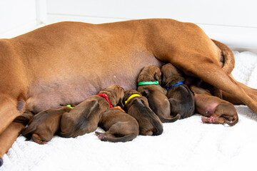 Rhodesian Ridgeback mother with newborn Rhodesian Ridgeback puppies, breastfeeding, newborn puppies